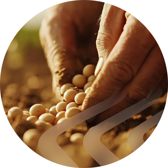 Agronomist evaluating certified seed lots in the field